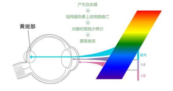 什么是蓝光会伤害眼睛吗