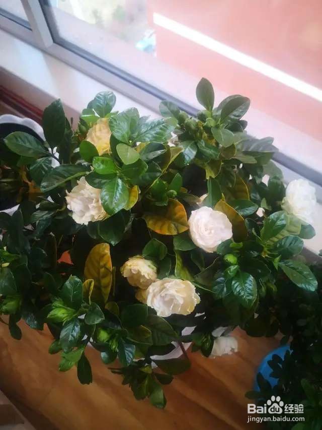 栀子花每次开花都太袖珍，如何让它变更大？