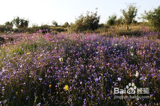 [转载]南非之旅3：纳玛夸兰（Namaqualand）花海