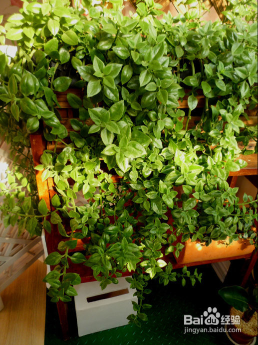 冬天来了，阳台变大棚。