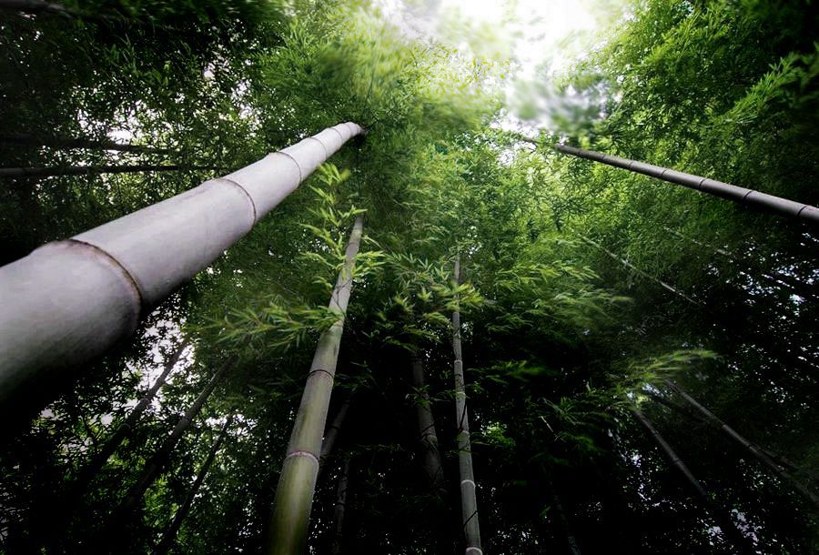 一公顷森林一天可以吸收多少二氧化碳及其他废气