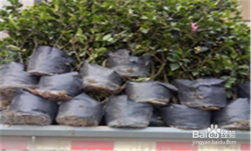 营养钵苗怎么种