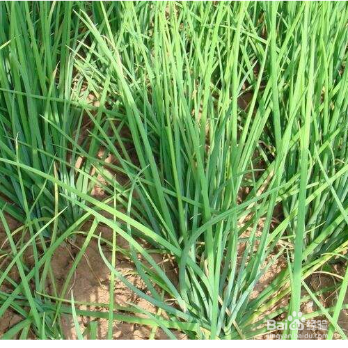 小香葱的养殖方法有哪些？