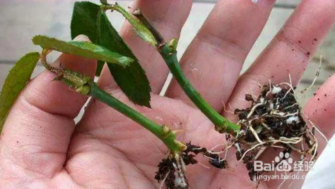 苿利花怎样扦插