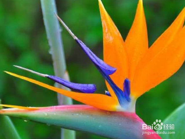 鹤望兰的养殖方法和注意事项有哪些？