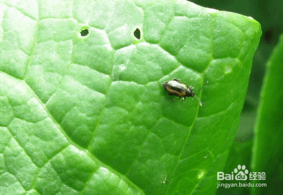 跳甲虫害的防治