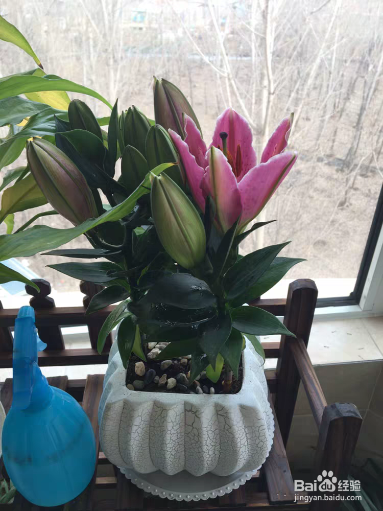 百合花养殖需要注意些什么呢