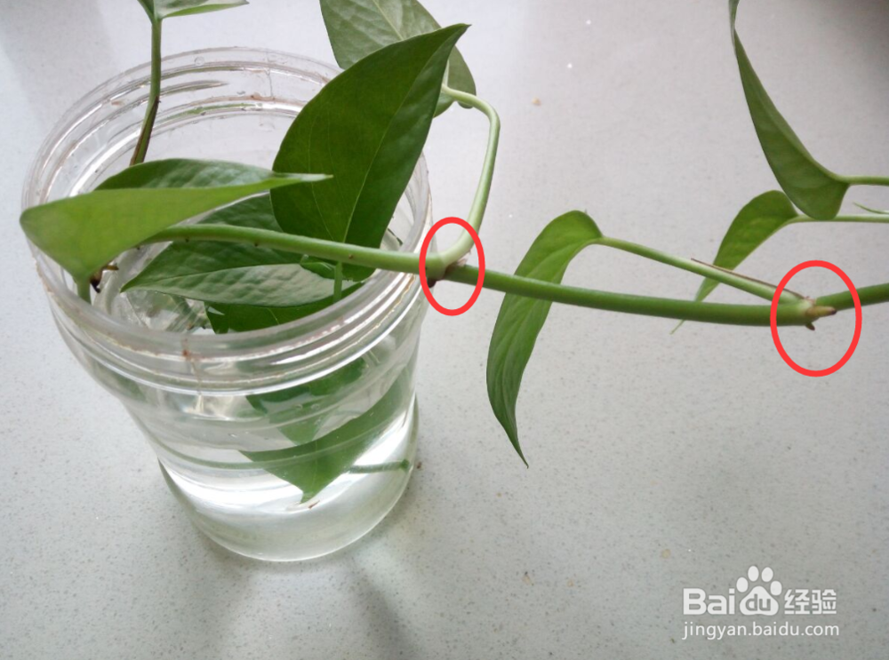 一根绿萝水培怎么变成好多根