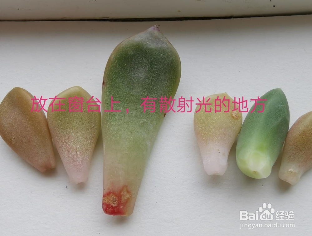 冬天多肉叶片扦插方法