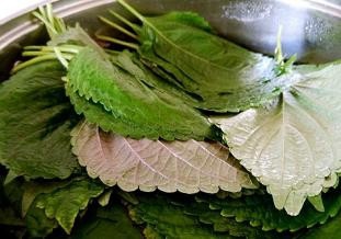 怎么做苏子叶咸菜