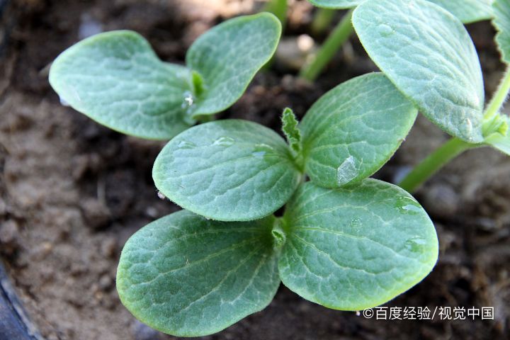 孕产妇能吃南瓜苗吗