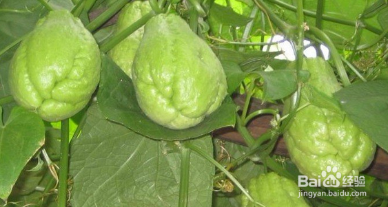 葫芦的各型分类