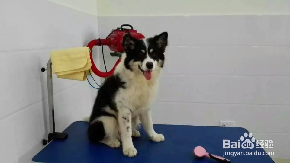 投资小型宠物店如何才能赚钱