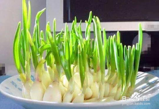 大蒜、洋葱、生姜、土豆发了芽还能吃吗？