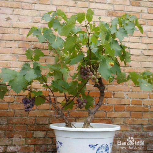 阳台上种葡萄的方法