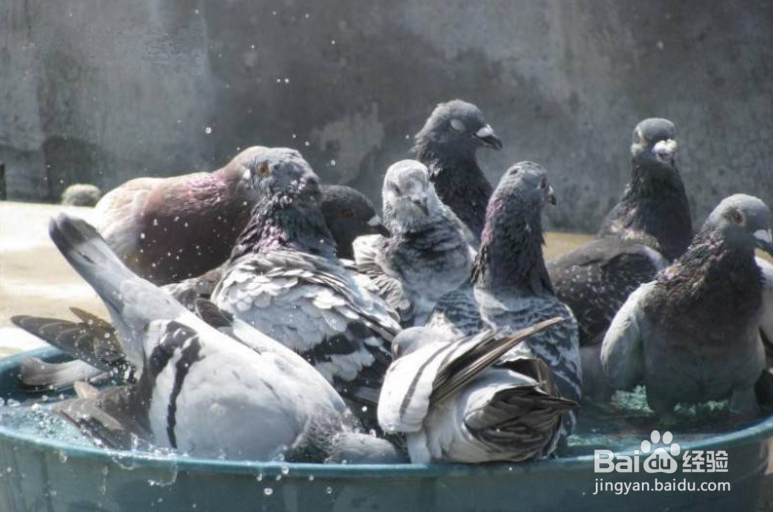 鸽子怎么处理才能留住营养
