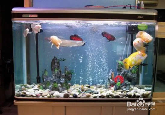 鱼缸水温过高怎么降温