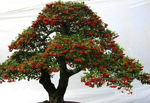 火棘下山桩怎么栽培