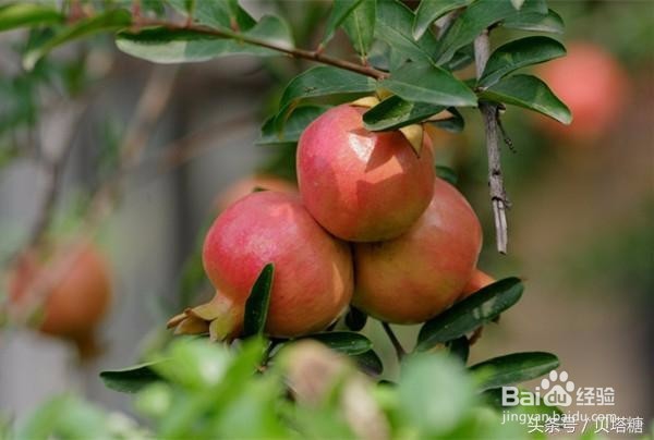 秋天吃这三种水果，糖尿病人血糖不升