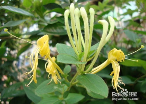 如何认知金银花的功效