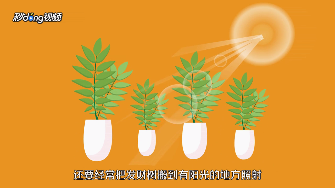 发财树怎么养