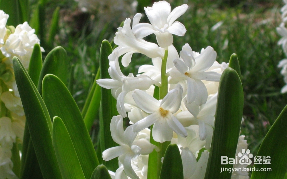 风信子种球的选择和养球