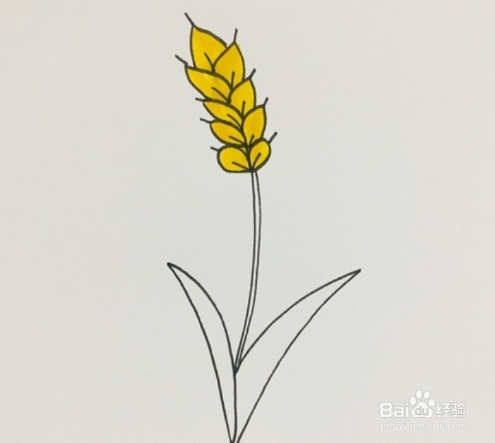 麦子的画法 卡通图片