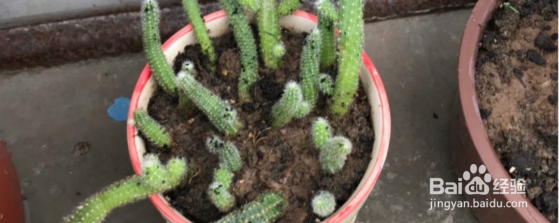 家里有小黑飞虫怎么清除