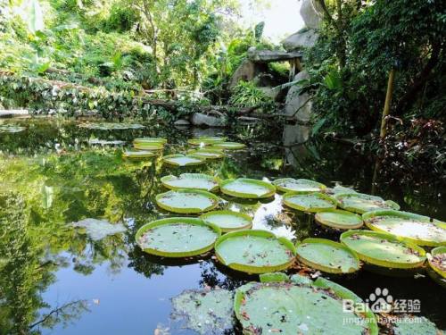 廈門植物園遊玩全攻略