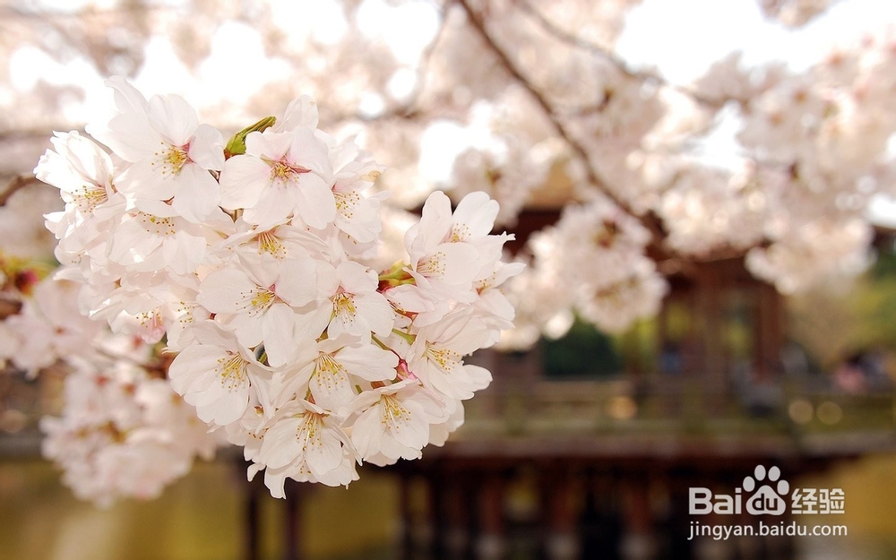 痤疮症状与防治