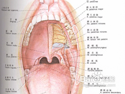 幼儿冬季易患哪些呼吸道疾病