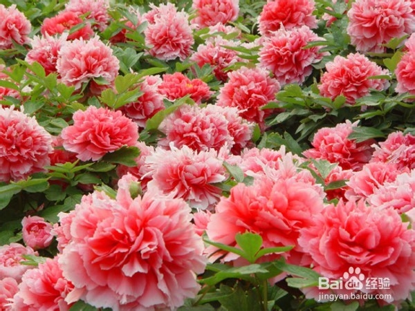 北京春天：赏花好去处