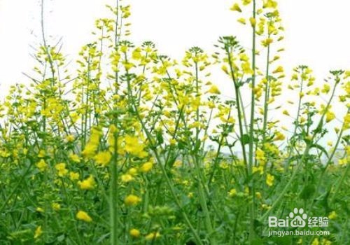 秋天种什么农作物