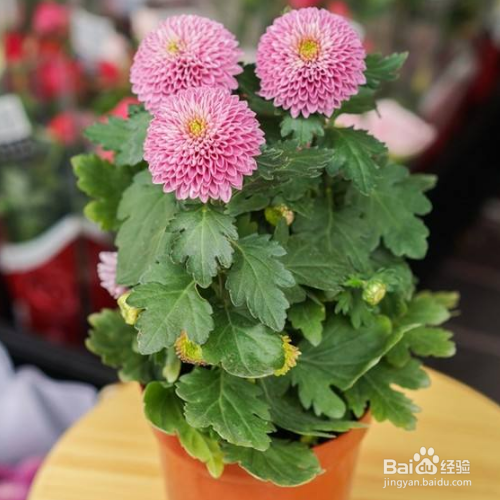 盆栽的小菊花枯萎了怎么办？