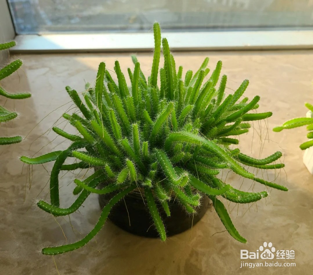 如何种植火龙果盆景