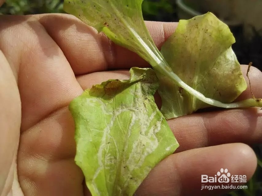菜长了潜叶蝇怎么办