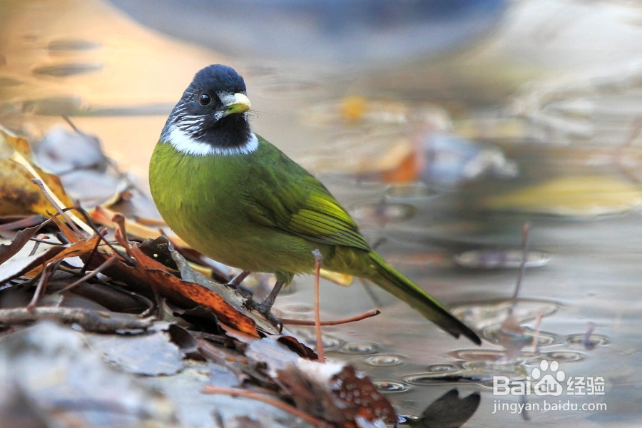 野生领雀嘴鹎鸟怎么养?