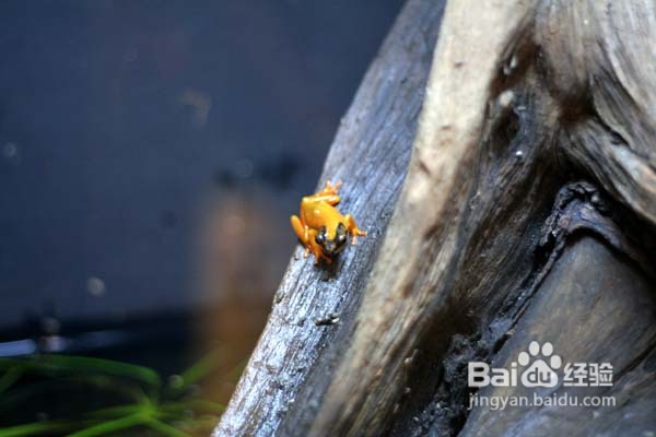 温哥华水族馆:水中舞动的精灵们