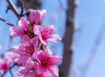 春天的桃花怎么描述