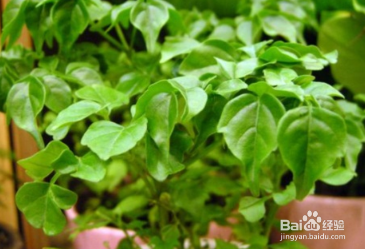 怎样判断幸福树缺水