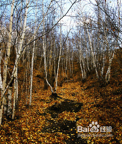 呼伦贝尔旅游攻略