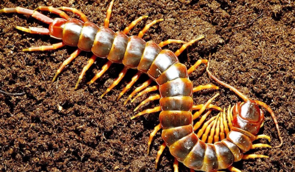 蜈蚣会爬到床上咬人吗