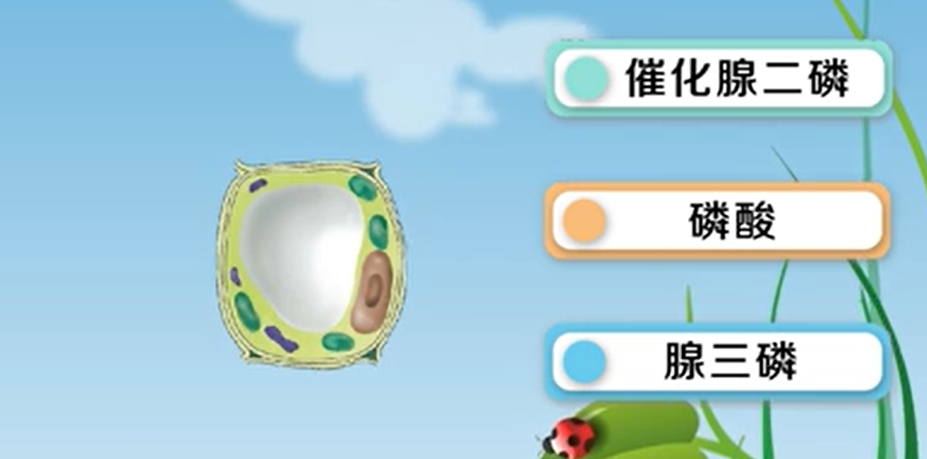 光合磷酸化名词解释是什么