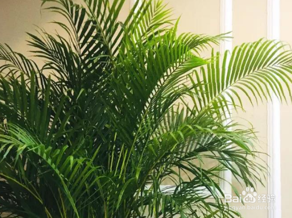 散尾竹室内如何养