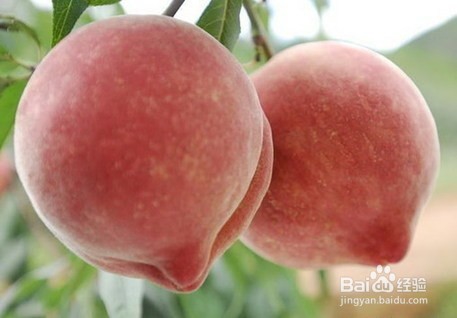 夏季，5种水果千万不能多吃！