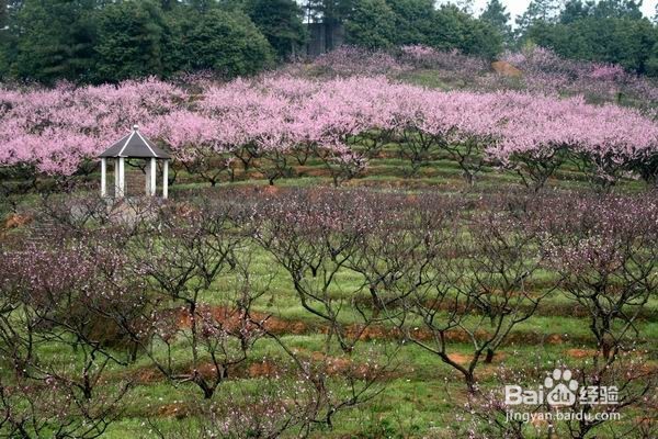 消遣类的兼职——生态欢乐农场