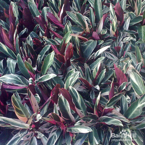 家里养的紫背竹芋叶子发黄怎么办