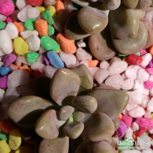 艾伦的注意事项?