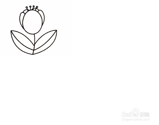 画郁金香的步骤