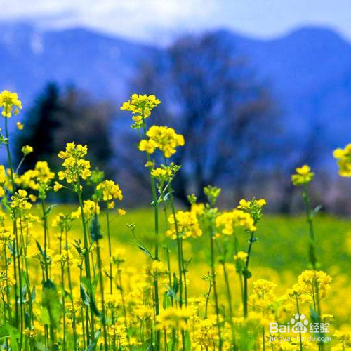 油菜的种植方法和注意事项